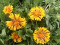 Oranges and Lemons Blanket Flower / Gaillardia x grandiflora 